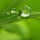 Notas verdes